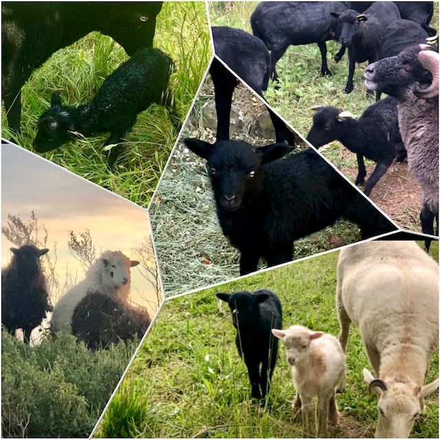 moutons pour éco pâturage